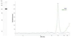 HIF-1 alpha Antibody (2443C) - Azide and BSA Free, Novus Biologicals 0.1